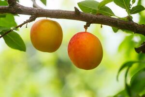 ciliegia prugna o mirabolano prunus cerasifera giallo maturo drupa, drupacee di su rami di albero nel estate. frutteti durante raccogliere di frutta. foto