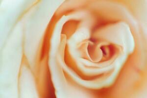 fiore di bianca rosa avvicinamento. naturale sfondo. blured. film grano. foto