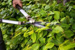 giardino forbici mano tagliare le foglie su cespugli. formazione di corona di ornamentale alberi. siepe foto