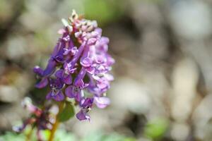 Corydalis greco korydals, crestato allodola quello fioriture nel il prato. Corydalis blu viola fiore sbocciato. bulboso pianta per decorare fiore letti. miele e medicinale impianti Ucraina. foto