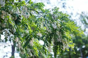 miele ape raccoglie nettare a partire dal bianca fiori albero acacia, robinia pseudoacacia, nero locusta, falso acacia. fioritura cluster di acacia. miele primavera pianta. raccogliere nettare. pianta con salutare e delizioso Miele. foto