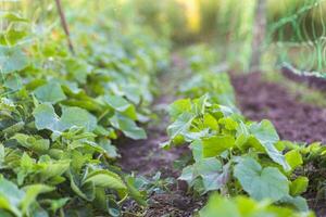 ucumber su un' cespuglio tra il le foglie. cetriolo su il sfondo di il giardino. foto