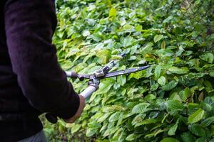 ritagliata mani di persona taglio impianti a Giardino dietro la casa. donna taglio arbusti con grande giardino forbici foto