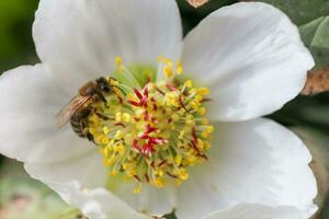 miele ape raccoglie nettare e polline nel presto primavera a partire dal elleboro, ellebori, elleboro fioritura impianti nel il famiglia ranunculaceae. foto