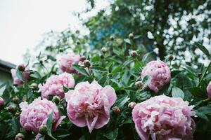 rosa peonie fiori. bellissimo peonia fiori fioritura nel il giardino. fresco fiore su il letto di fiori. foto