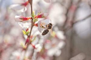 ape su fiore di Nanchino ciliegia prunus tomentosa foto