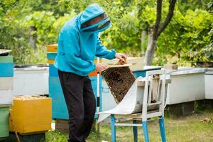 apicoltore scuote api con telaio con singolo spazzola per trasferimento per nucleo scatola. artificiale inseminazione di Regina ape. ritiro di allevamento Regina ape nel apicoltura su nucleo alveare apiario. foto