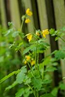 giallo fiori di chelidonio maggiore, celidonia, capezzolo, rondine o tetterwort avvicinamento su sfondo di di legno recinto nel villaggio. in crescita su strada fioritura nel primavera celidonia. foto