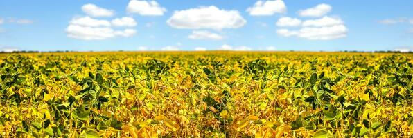 campo con maturo giallo soia contro blu cielo con bianca nuvole. in crescita Alimenti per vegetariani. in crescita Alimenti per vegetariani. foto