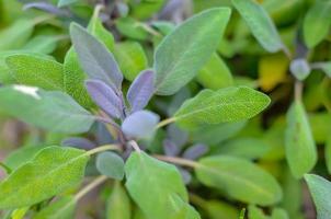 primo piano della pianta di salvia nel giardino delle erbe foto