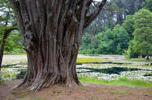 Enorme albero con corteccia spiovente vicino al lago in valdivia, cile