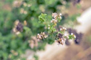 thymus serpyllum fiorisce in giardino, primo piano foto