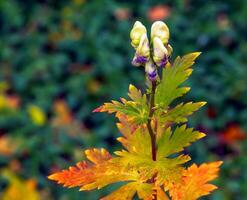 avvicinamento Visualizza di cremoso bianca e viola colorato incappucciato fiori di Aconitum cammarum monaco bicolor o Aconitum napellus, cappuccio di monaco, aconito, scaccialupo su alto buio verde lucido fogliame. foto