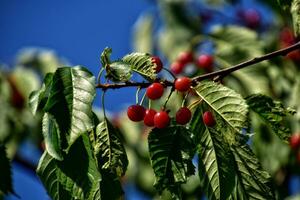 dolce rosso ciliegie su un' albero ramo tra verde le foglie su un' estate caldo da foto