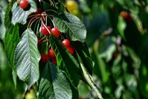 dolce rosso ciliegie su un' albero ramo tra verde le foglie su un' estate caldo da foto