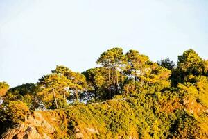 pino alberi su il bordo di un' scogliera foto