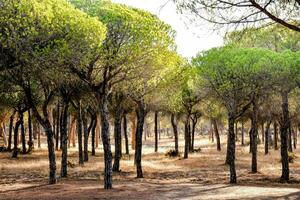 un' gruppo di alberi nel un' foresta foto