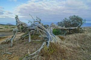 un' morto albero su il lato di un' collina foto