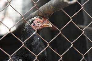 pollo gamecock nel pollaio in gabbia d'acciaio, concetto animale foto