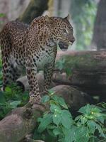 Leopardo dello Sri Lanka foto