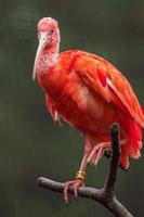 ibis scarlatto sul ramo foto