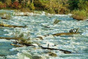 logs nel il acqua foto