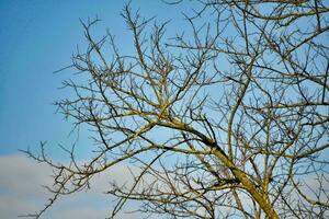 albero rami contro un' blu cielo foto