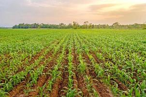 paesaggio e campo di mais con il tramonto in fattoria foto