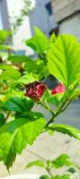 rosso ibisco fiore su natura sfondo esso può essere considerato il Regina di tropicale fiori. e può anche uso fiori e le foglie quello contenere mucillagine per medicinale e bellezza benefici come bene. foto