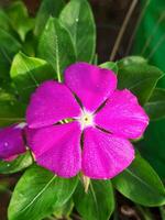 un' bellissimo Visualizza di un' Madagascar pervinca pianta con fiore foto