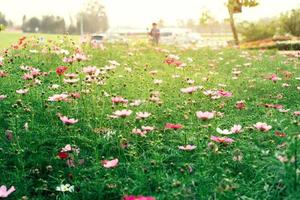 fiore dell'universo e fiore rosa della nave stellare in giardino la mattina. foto