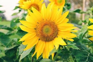 primo piano di girasoli e fiore giallo nel parco foto