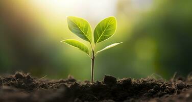 piccolo albero in crescita con luce del sole nel il giardino. eco concetto. generativo ai foto