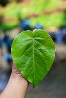 mano Tenere un' cuore sagomato foglia foto