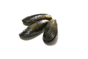 tre cozze isolato su un' bianca sfondo. cozze siamo Perfetto nel un infinito numero di pesce ricette, ma il più semplice e maggior parte tradizionale nel Galizia siamo al vapore cozze. foto