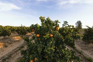 arancia agrume boschetti con righe di arancia alberi, huelva, Spagna. arancia frutta, succoso e rinfrescante. vitamina c nel ogni segmento. agrume gusto quello si sveglia il palato. naturale energia e antiossidanti. foto