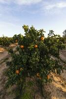 arancia agrume boschetti con righe di arancia alberi, huelva, Spagna. arancia frutta, succoso e rinfrescante. vitamina c nel ogni segmento. agrume gusto quello si sveglia il palato. naturale energia e antiossidanti. foto