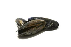 tre cozze isolato su un' bianca sfondo. cozze siamo Perfetto nel un infinito numero di pesce ricette, ma il più semplice e maggior parte tradizionale nel Galizia siamo al vapore cozze. foto