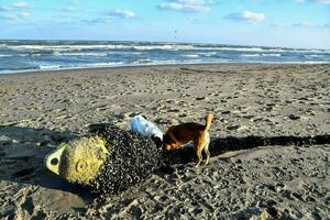 cani in spiaggia foto