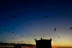 uccelli nel cielo foto