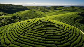 aereo Visualizza di verde tè piantagione nel il mattina. natura sfondo. . generativo ai foto