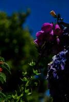 viola fiori contro un' blu cielo foto