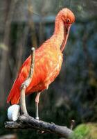 uccello ibis scarlatto foto