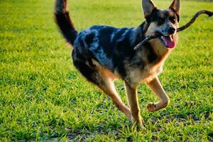 un' cane giocando foto