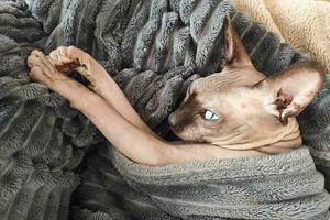 senza peli gatto di razza canadese sphynx dorme foto