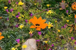 bello fiori nel primavera foto