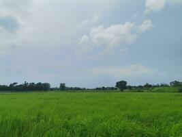 blu cielo e verde riso i campi nel Asia foto