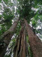 un' alto teak albero nel il mezzo di un' umido sempreverde foresta. nel il nord-est regione di Tailandia foto