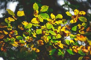 autunno le foglie su albero foto