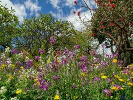 primavera tempo nel funchal Madera foto